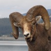 Kanadská fauna i flóra je velmi pestrá