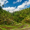 Rýžová políčka na Bali