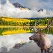 Wapiti v národních parcích