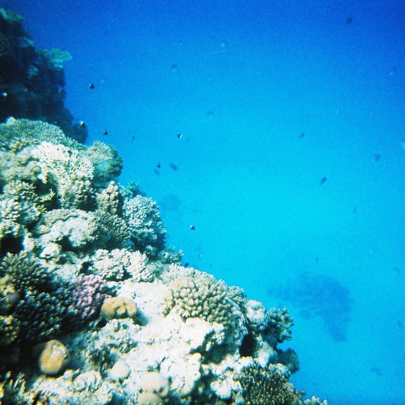 Krása podmořského života