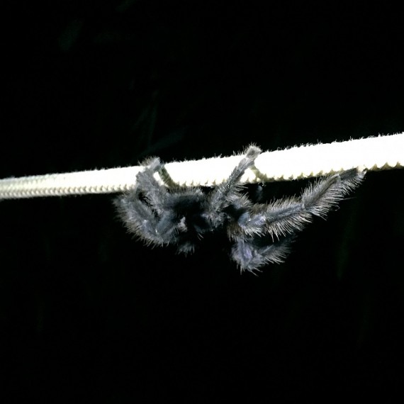 Tarantule v Amazonské džungli 