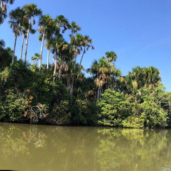 Při plavbě se kocháte všude přítomnou džunglí 