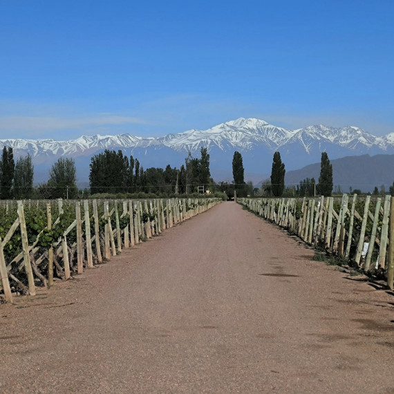 Vinice v Mendoze patří k nejlepším v Argentině.