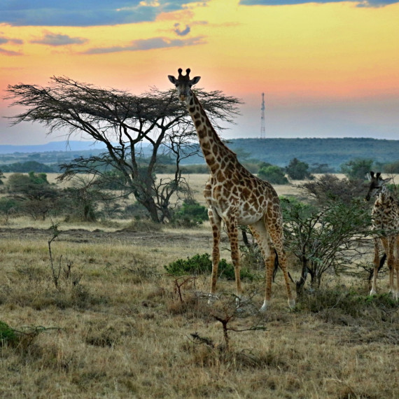 Žirafy při západu slunce v Keni. 