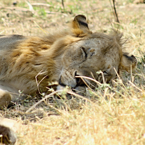 Lev odpočívá v trávě v Keni.