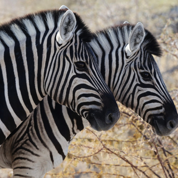 Zebry na safari v Namibii. 