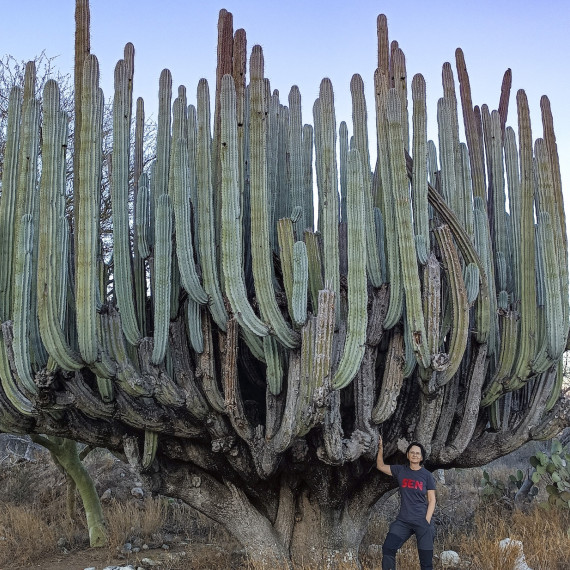 Klientka SEN a mexické obří kaktusy.