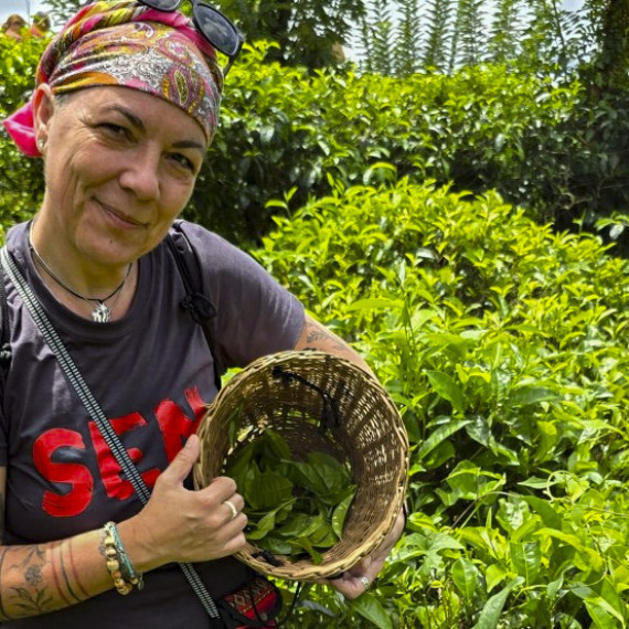 SEN klientka sbírá čajové lístky na Srí Lance.