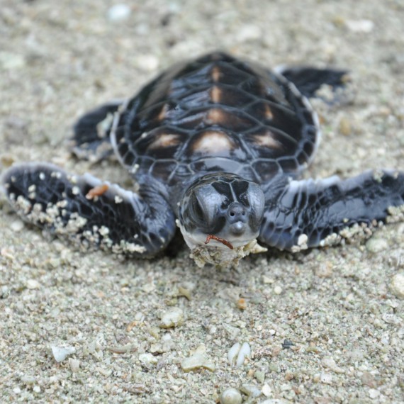 Želvy na ostrově Borneo