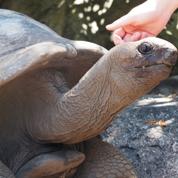 Nejstarší želva je ze Seychel