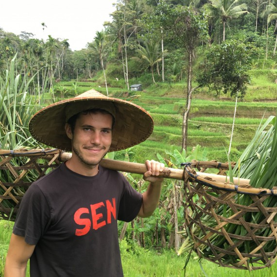 Sběr rýže na Bali