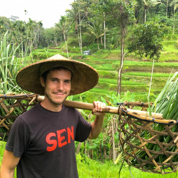 Sklizeň rýže na Bali