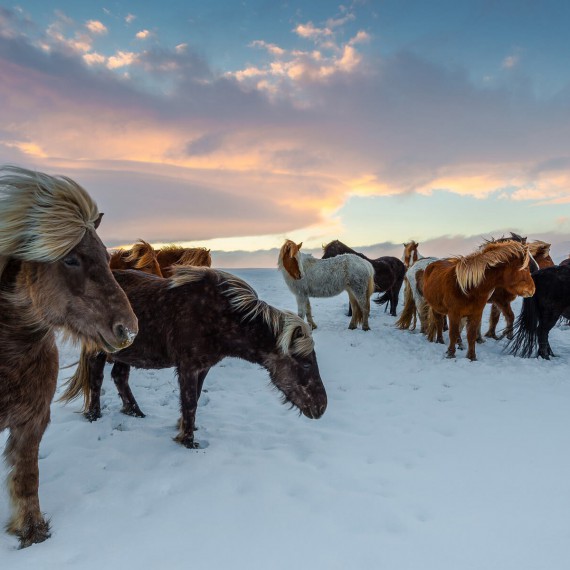 Islandské koně, které sem přivezli Vikingové 