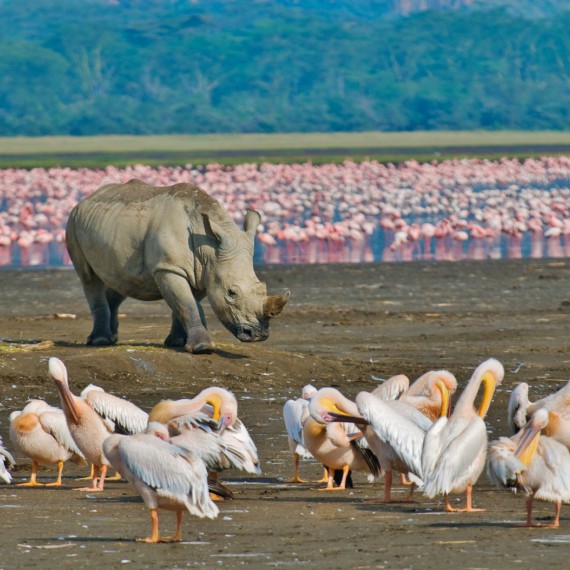 Život u jezera Nakuru