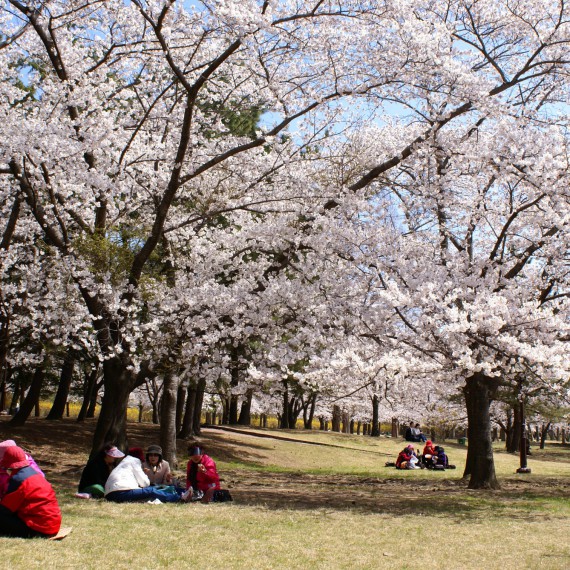 Rozkvetlé sakury v Japonsku 