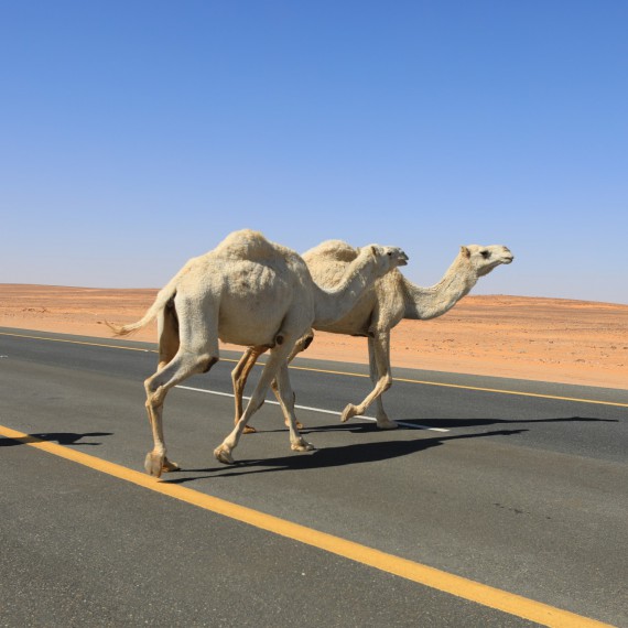 Velbloud přechází silnici v Saudské Arábii 