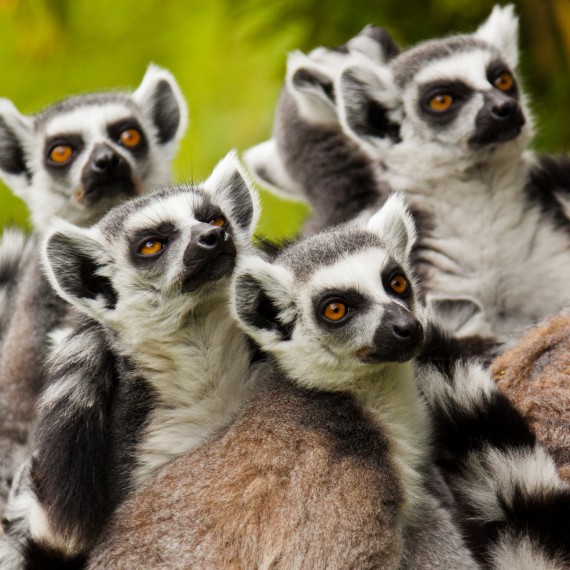 Lemuři na Madagaskaru