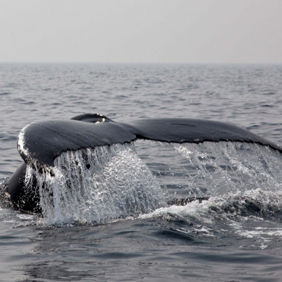 Pozorování velryb v Pico 