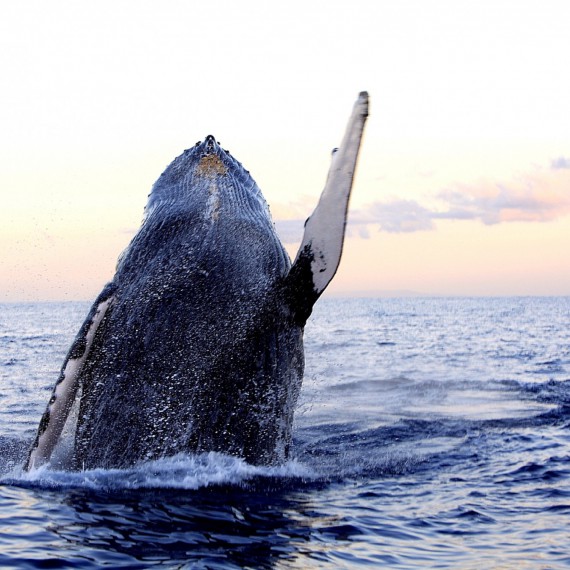 Ráj velryb, Azorské ostrovy 