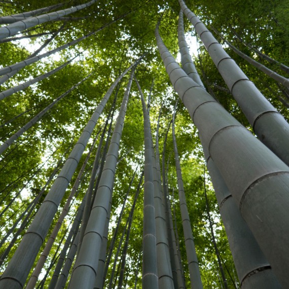 Bambusový les Arashiyama v Kjótu
