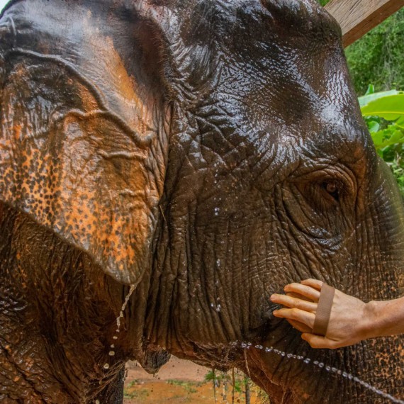 Koupání slova na severu Thajska. 