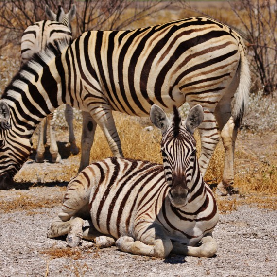 V národním parku Masai Mara