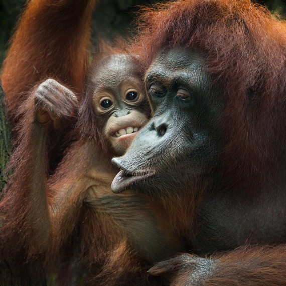 Orangutani v jejich přirozeném prostředí na ostrově Sumatra