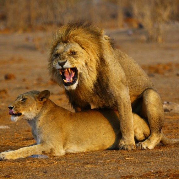 Pravé africké safari s CK SEN