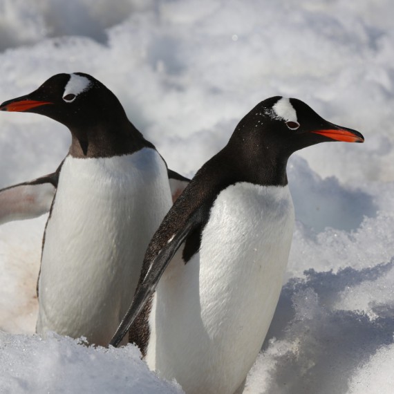 Tučňáci na Shetlandských ostrovech 