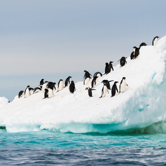 Tučňáci na bílých ledových krách 