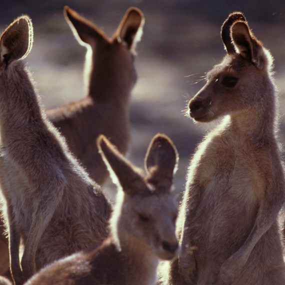 Jedineční klokani v Austrálii
