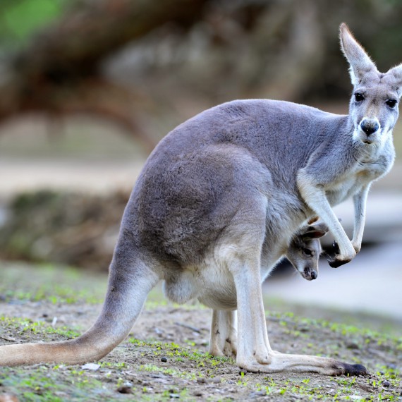 Klokani jsou symbolem Austrálie