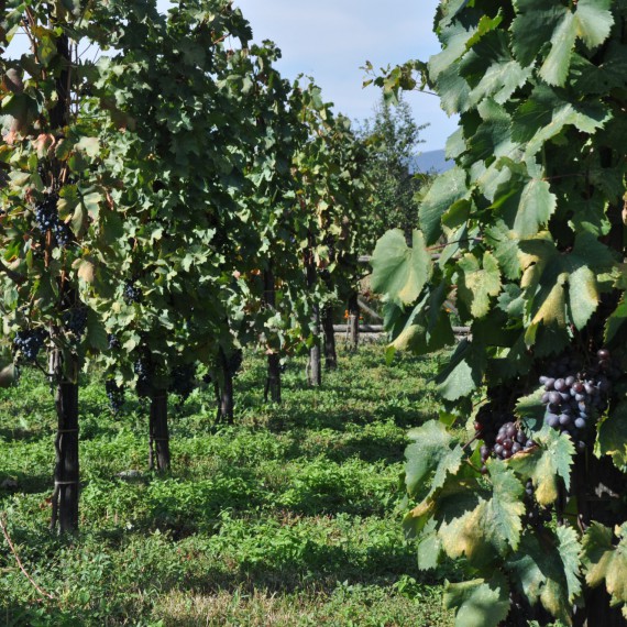 Arménská vinařská oblas