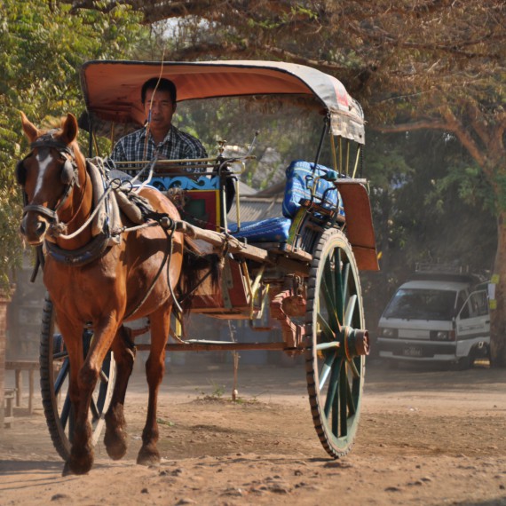 Svézt se můžete na kočárech taženými koňmi