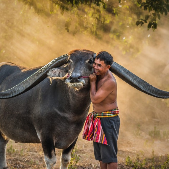 Poznáte barmské domácí mazlíčky