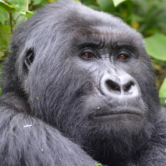 Magická hodinka s gorilami ve Rwandě 