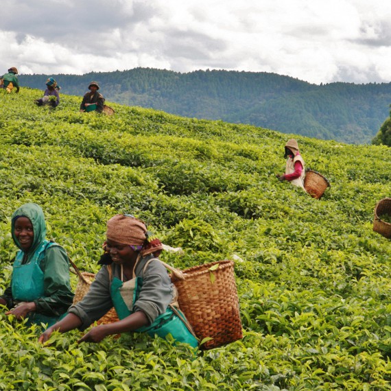 Nyungwe forest - oblast známá produkcí kvalitního černého čaje