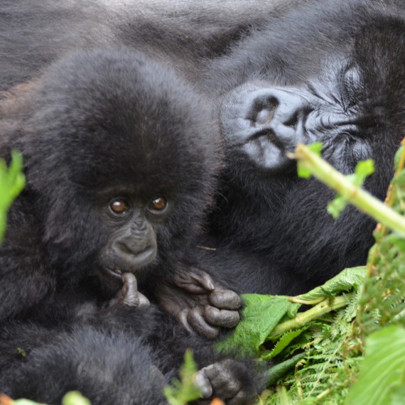Setkání s horskými gorilami 