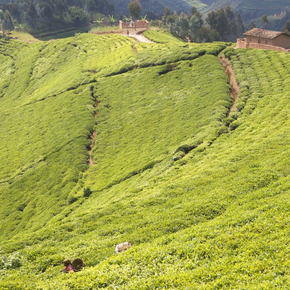 Čajové plantáže, Rwanda 