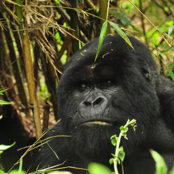 Na setkání s gorilou jen tak nezapomenete