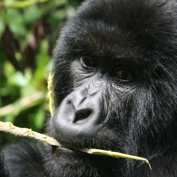 Pozorování goril ve Volcano národním parku