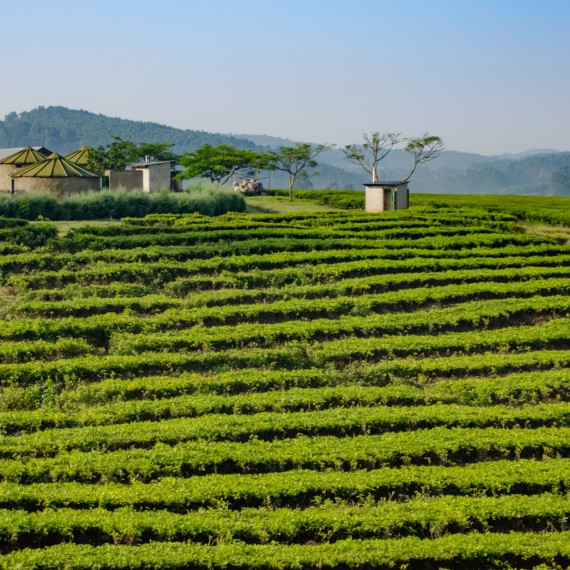 Čajové plantáže nedaleko Nuyngwe forest