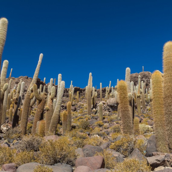 Obrovské kaktusy na Salar de Uyuni