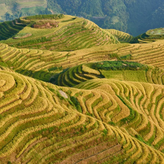 Podzimní rýžová pole 