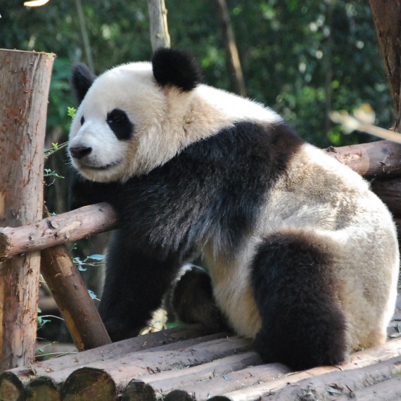 Pandy v Chengdu