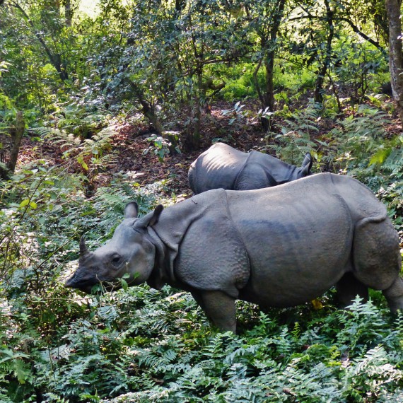 Nosorožci v národním parku Chitwan