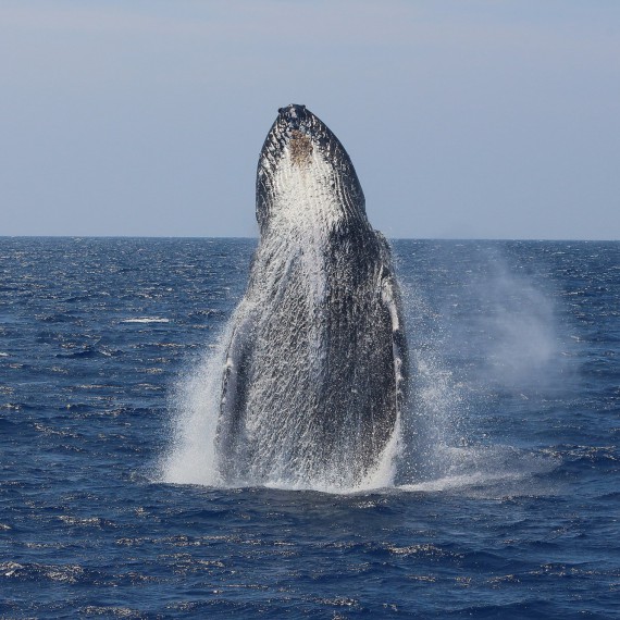 Za velrybami na Nový Zéland