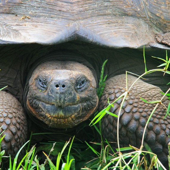 Želva obrovská na Galapágách 
