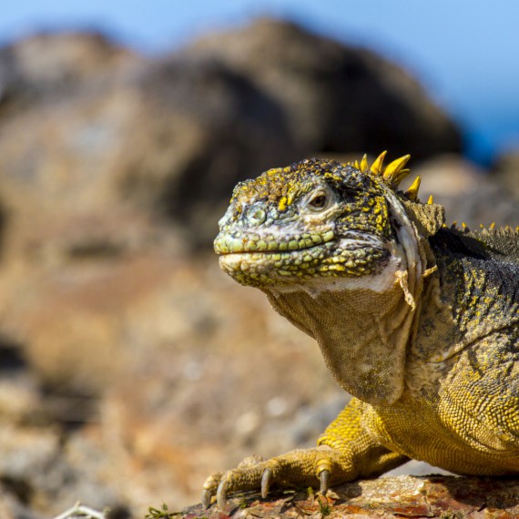 Ještěr na Galapágách 