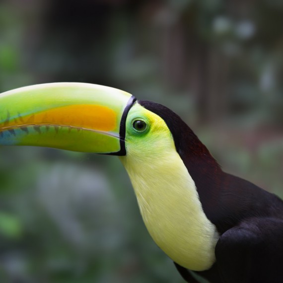 Tukan v Guatemale 